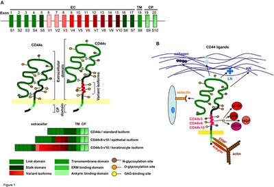 CD44/CD44v6 a Reliable Companion in Cancer-Initiating Cell Maintenance and Tumor Progression